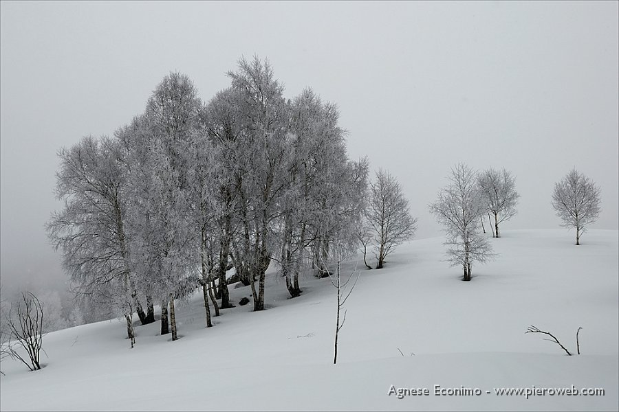 gruppo di alberi.jpg